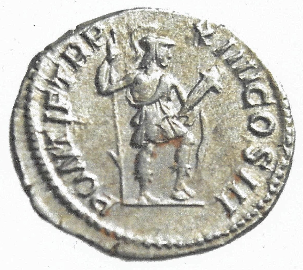 Detail Caracalla - adult - Virtvs.jpg