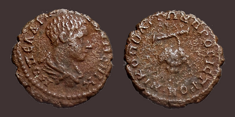 DiadumNicopolisGrapes2.jpg