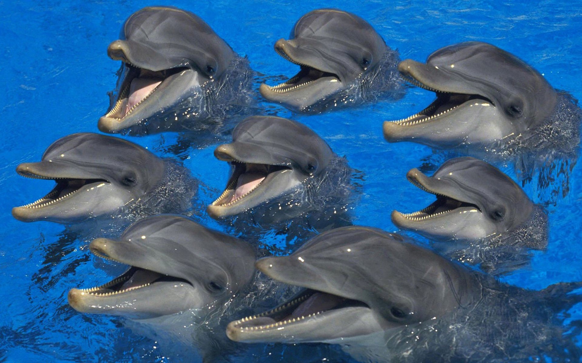 did-somebody-say-flipper.jpg