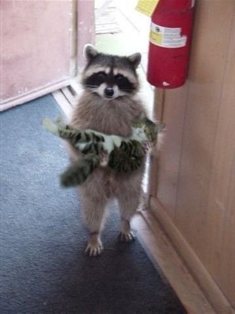 Did you lose a cat?.jpg