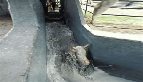 DIP TANK FOR CATTLE.png