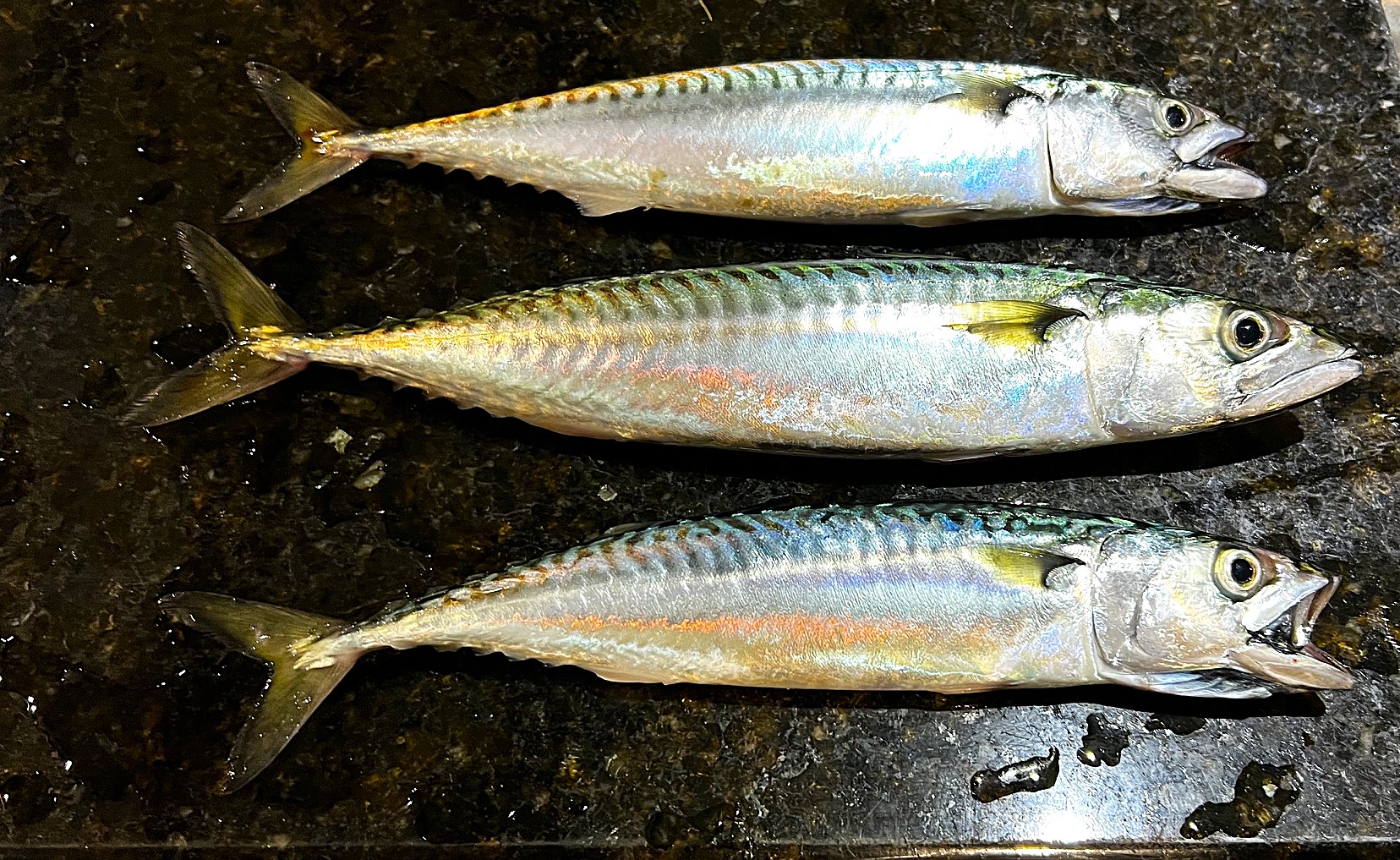 Dirk Mackerel.jpeg