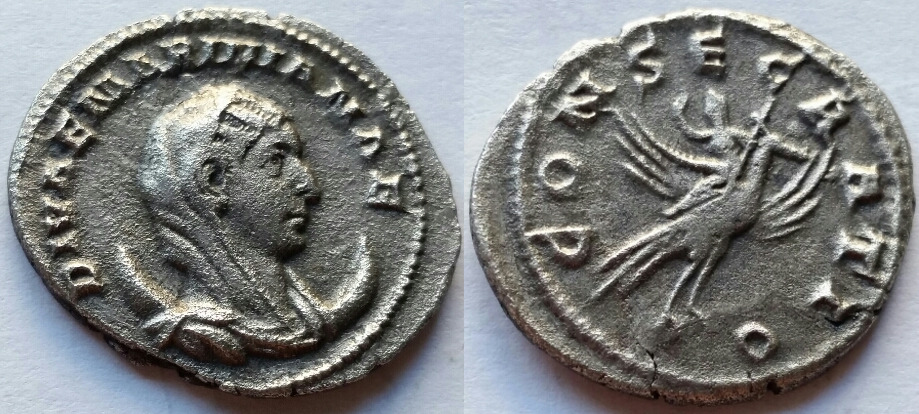 Diva mariniana peacock.jpg