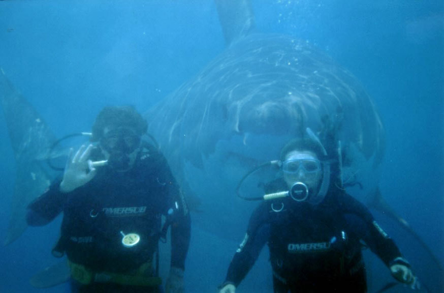 diversshark.jpg