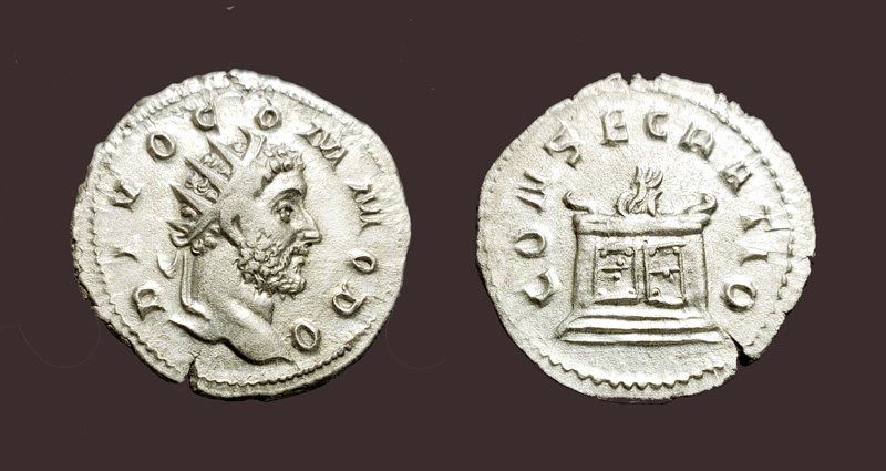DivoCommodo.jpg