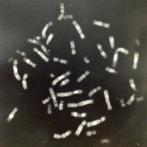DNA-SM.jpg