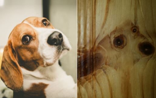 Dog 2.JPG