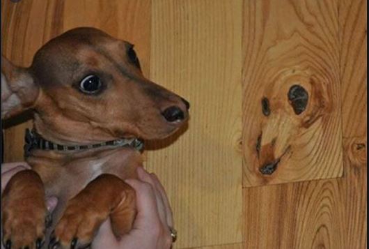 Dog 3.JPG