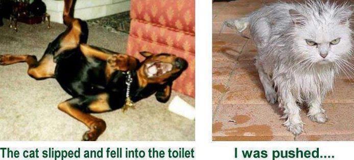 DOG cat slipped and fell into the toilet.jpg