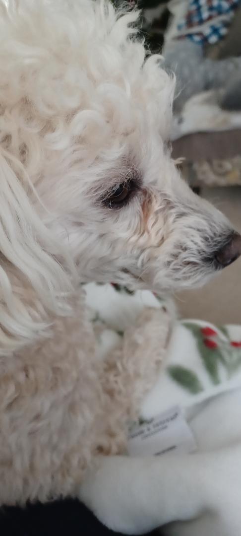 dog.jpeg