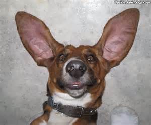 Dog.jpeg