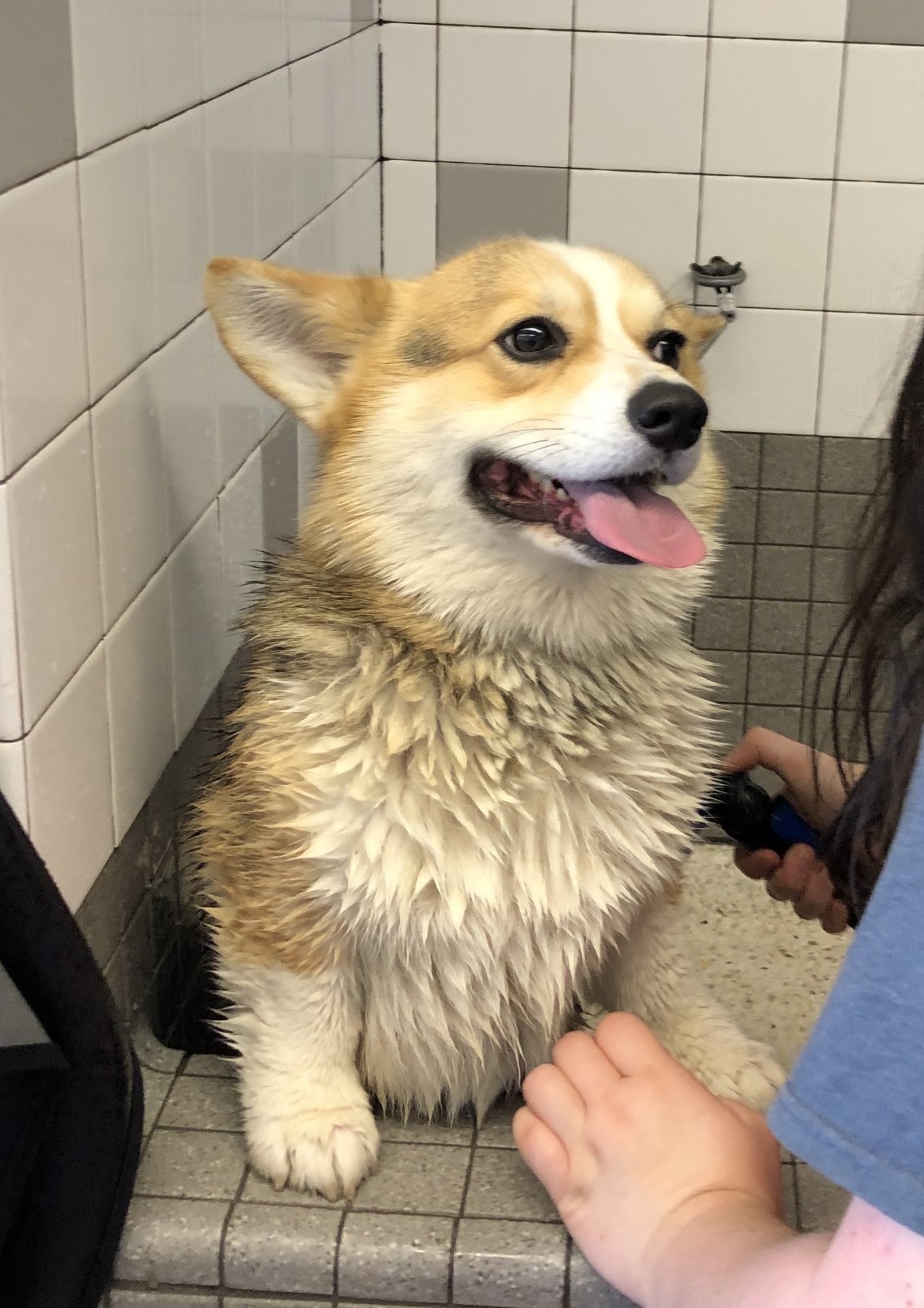 Dog.jpg