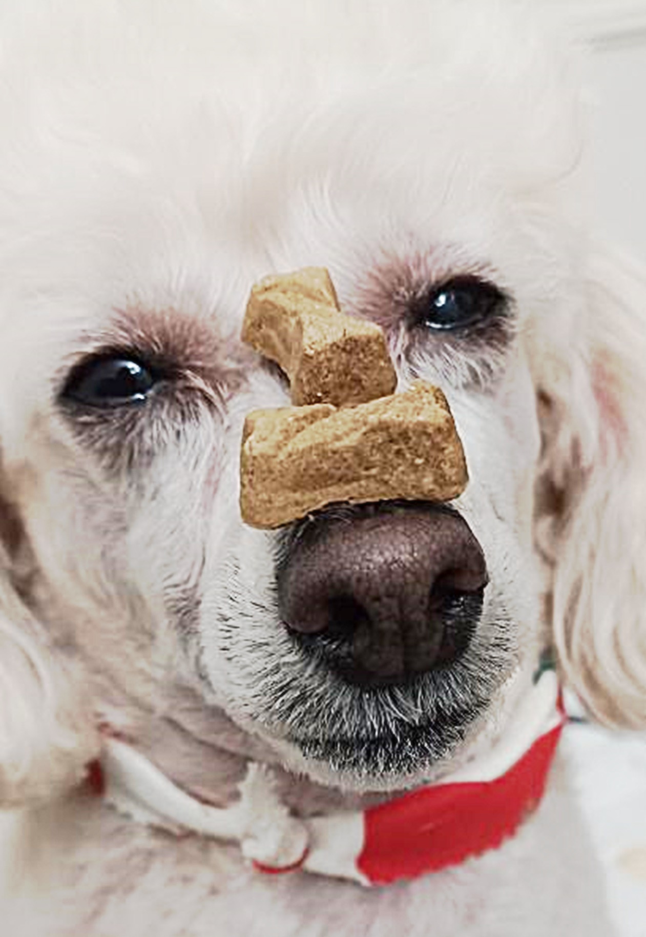 dog.jpg