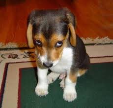 dog.jpg