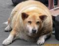 dog.jpg