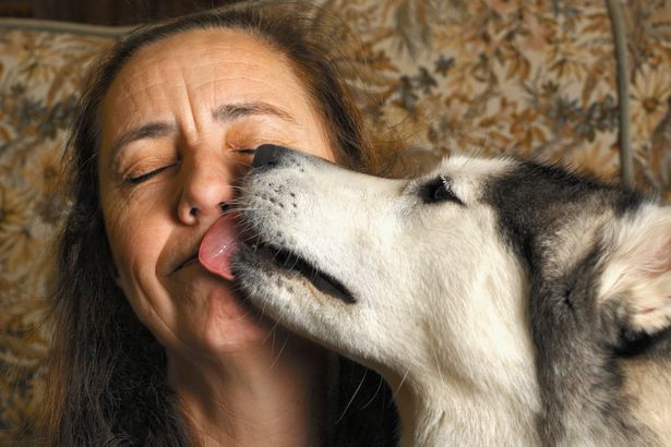 Dog-licking-owners-face.jpg