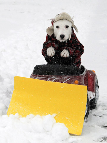 dog-plowing-the-snow.jpg