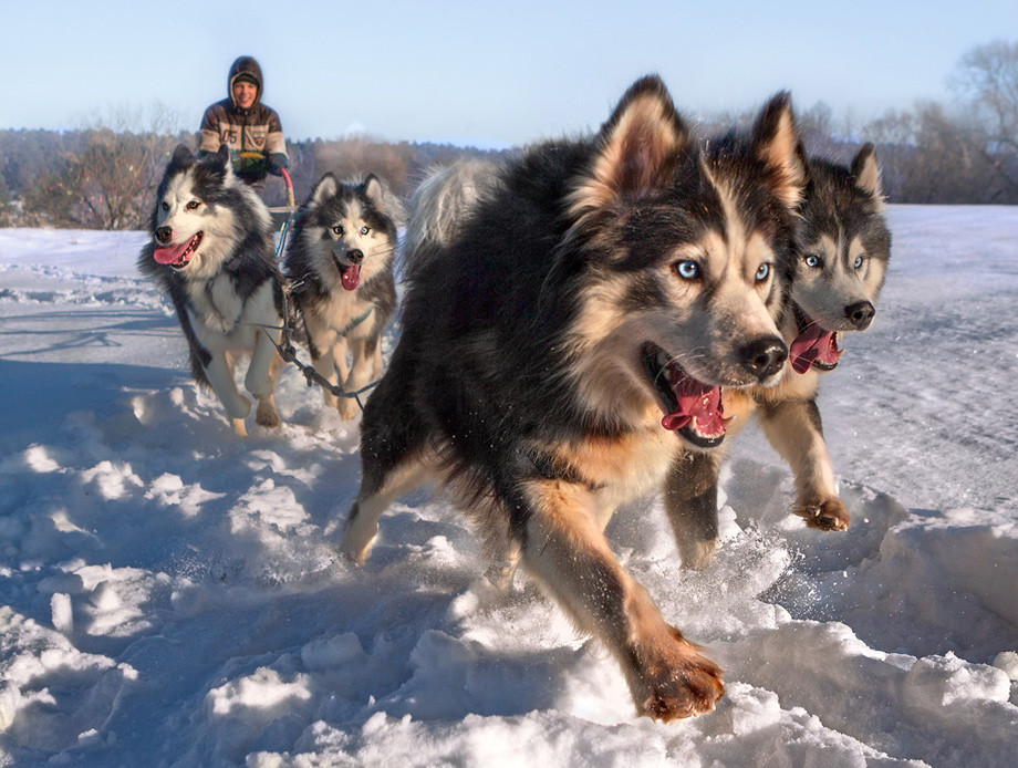 dog sled.jpg