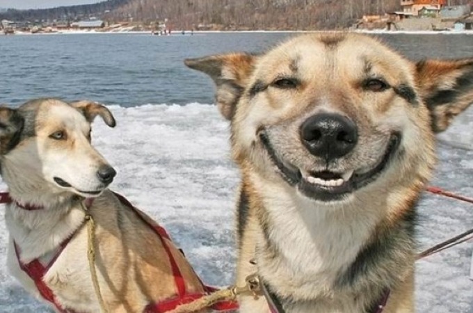 dog13.jpg