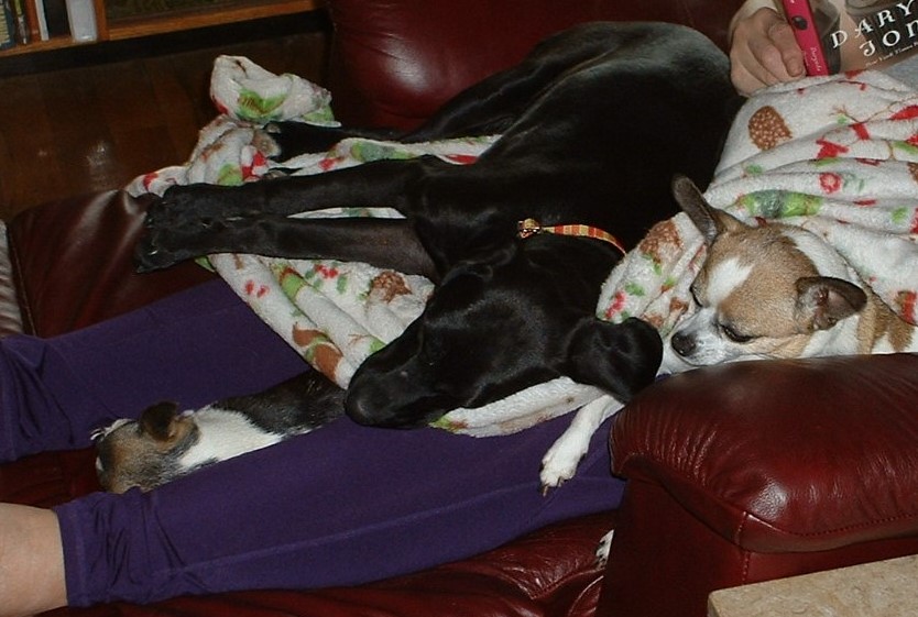 dogbed.jpg