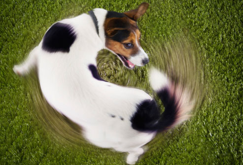 dogchasingtail.jpg