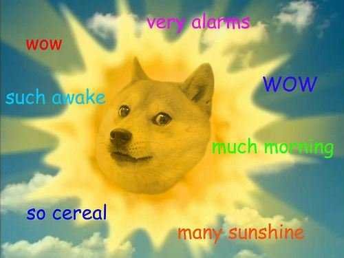 doge-1.jpg