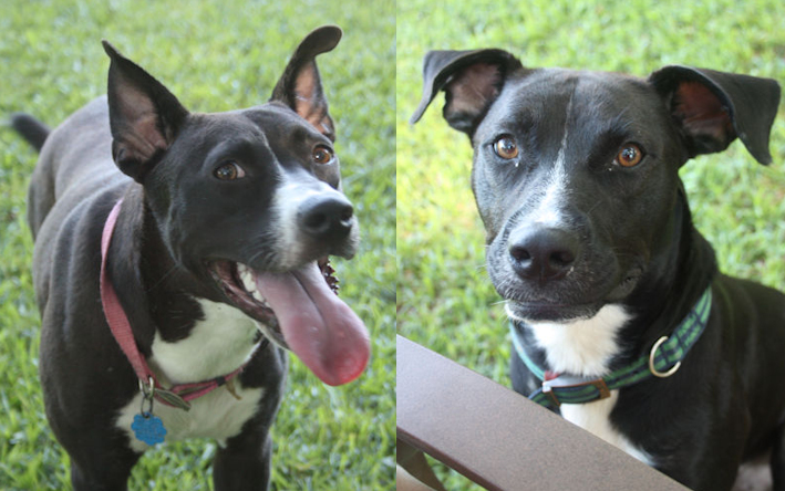Doggies.jpg
