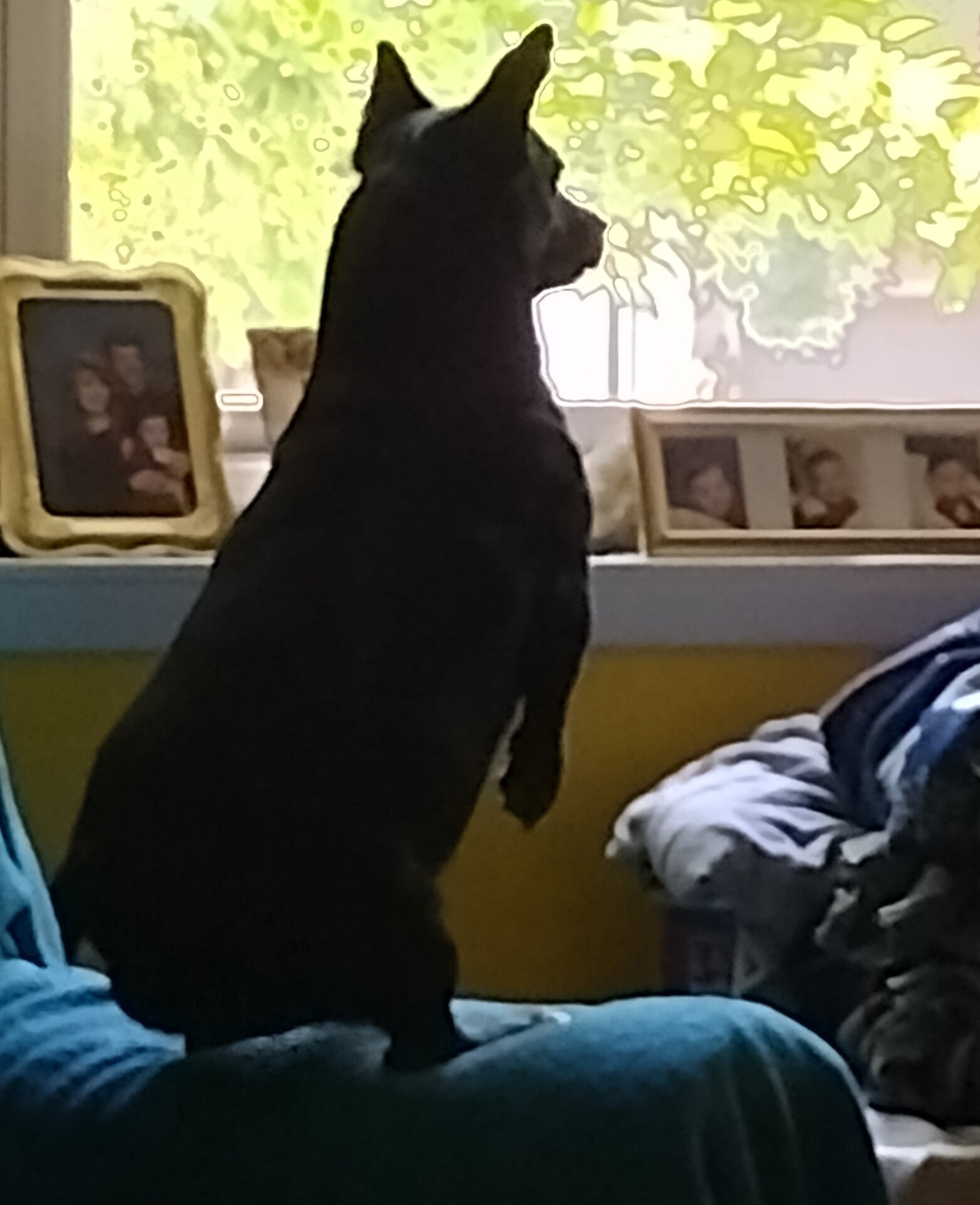 DogPrairie2.jpg