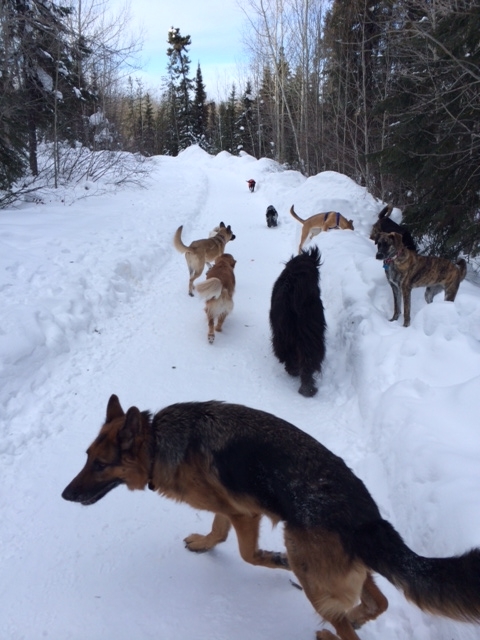 dogs 11.JPG