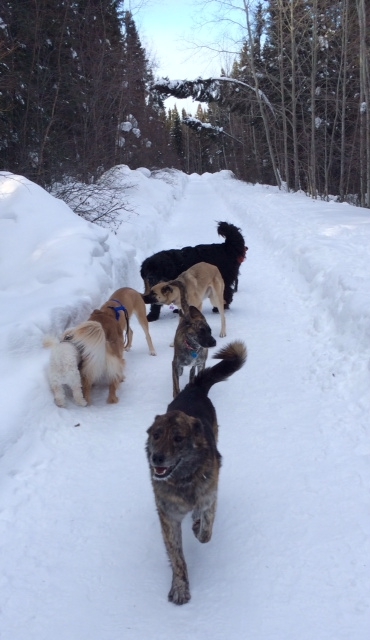 dogs 8.JPG