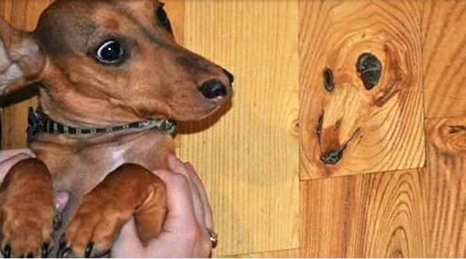 Dogwood.JPG