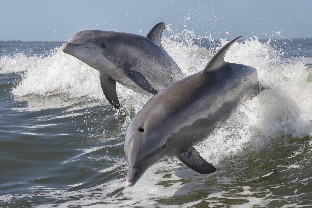 dolphin.jpg