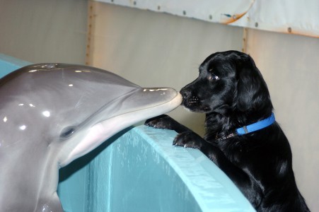 dolphin.jpg