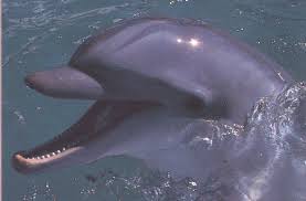dolphin.jpg