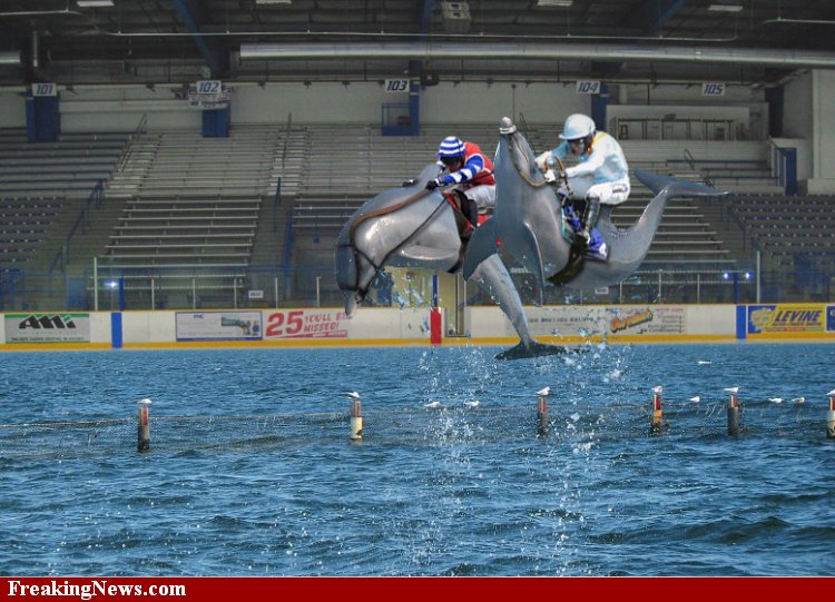 dolphin racing.jpg