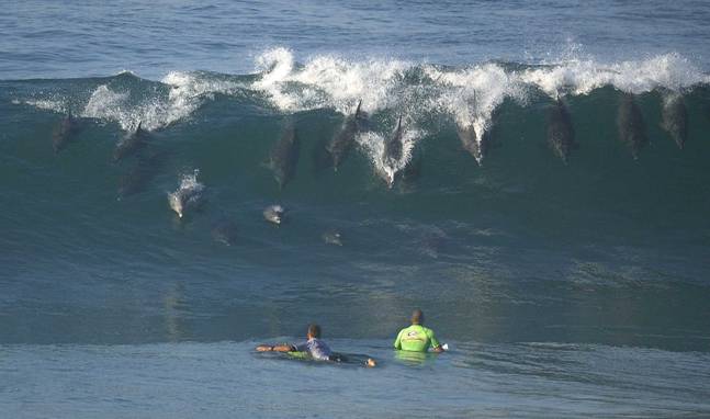 dolphin surfing.jpg