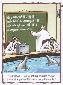 dolphin talk.jpg