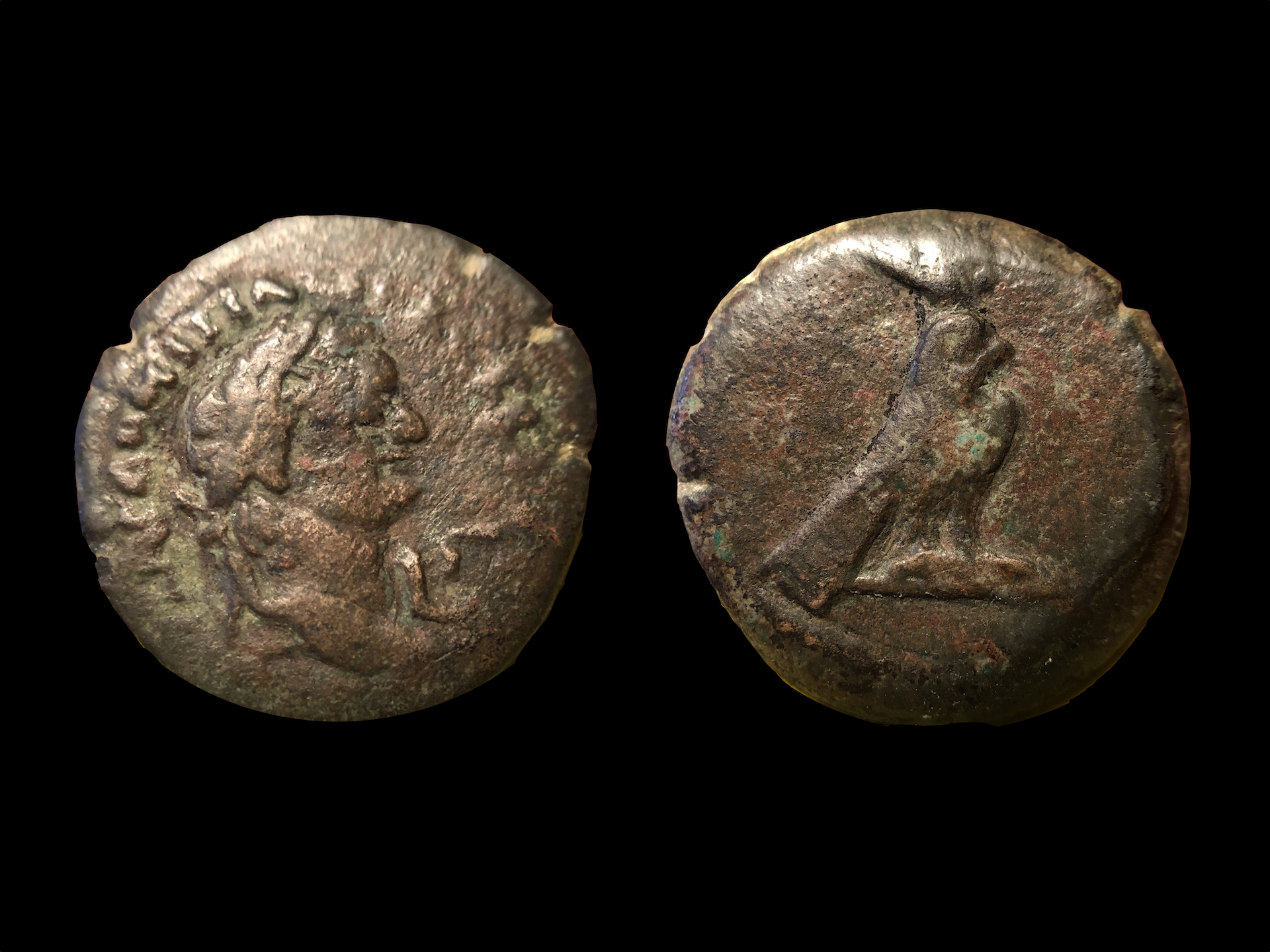 Domitian Hawk.png