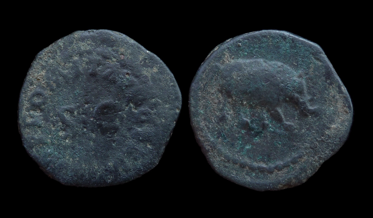 Domitian - Quadrans Rhino.jpg