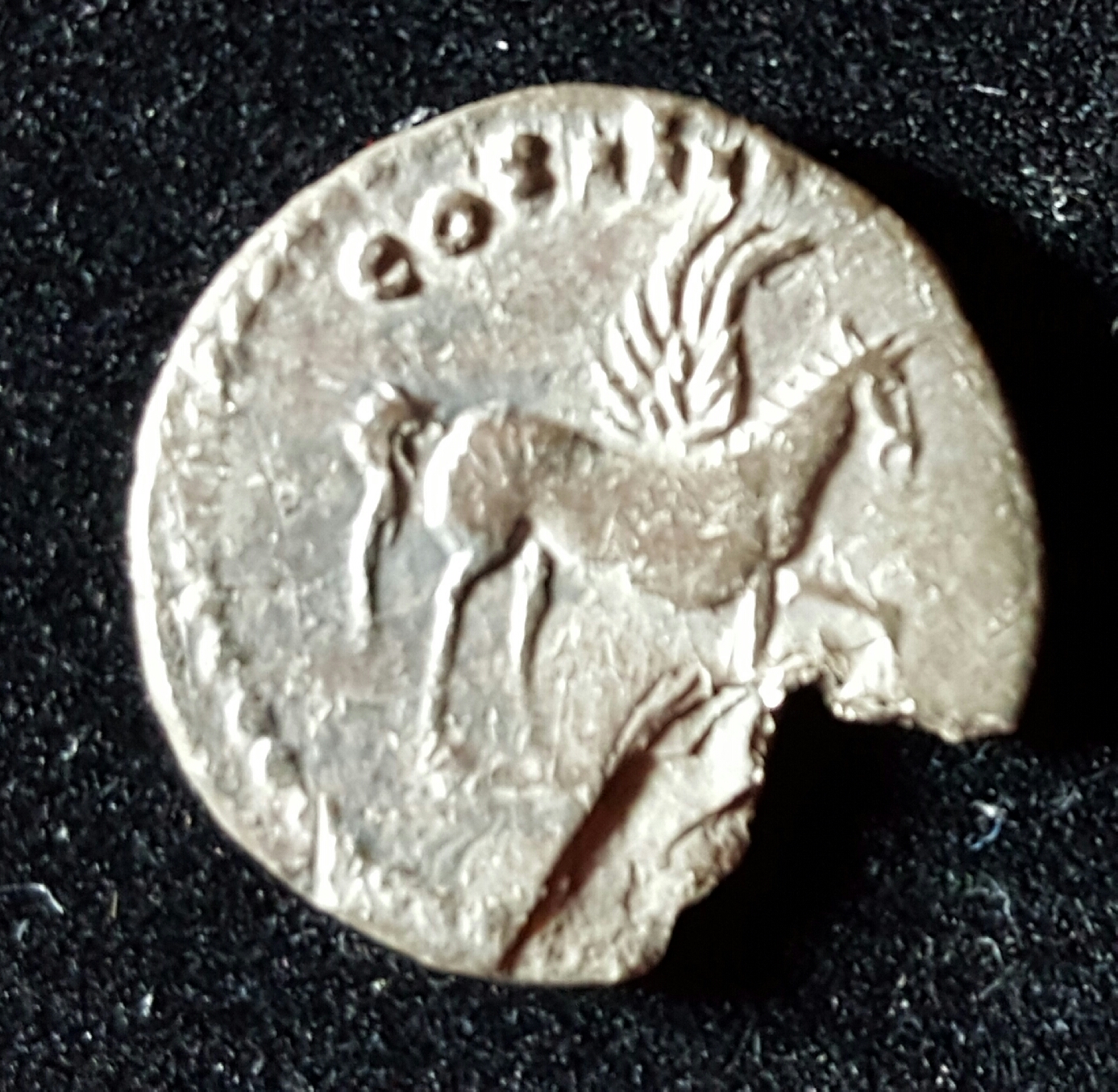 DOMITIANUS-Pegasus1.jpg