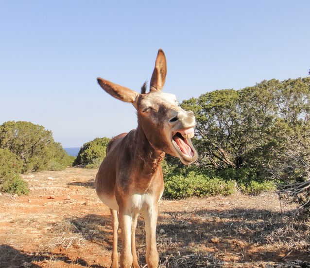 donkey-braying.jpg.638x0_q80_crop-smart.jpg
