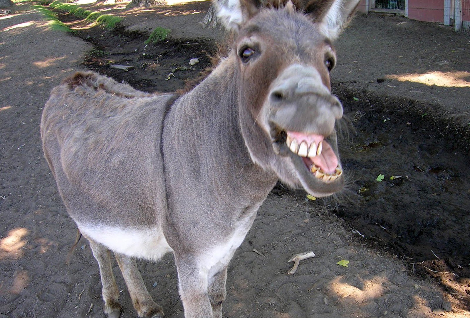 donkey-.jpeg