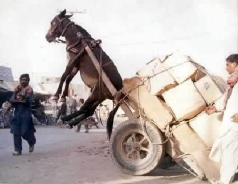 donkey load of coins.jpg