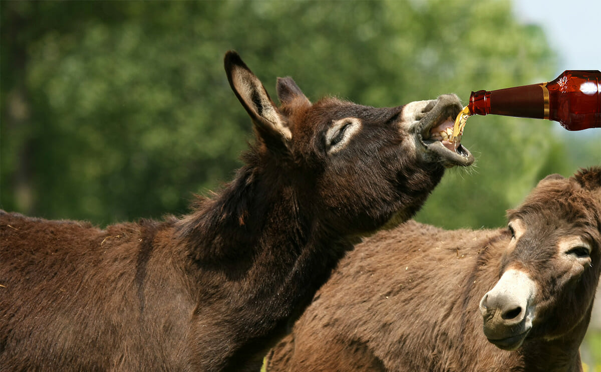 donkeybeer.jpg
