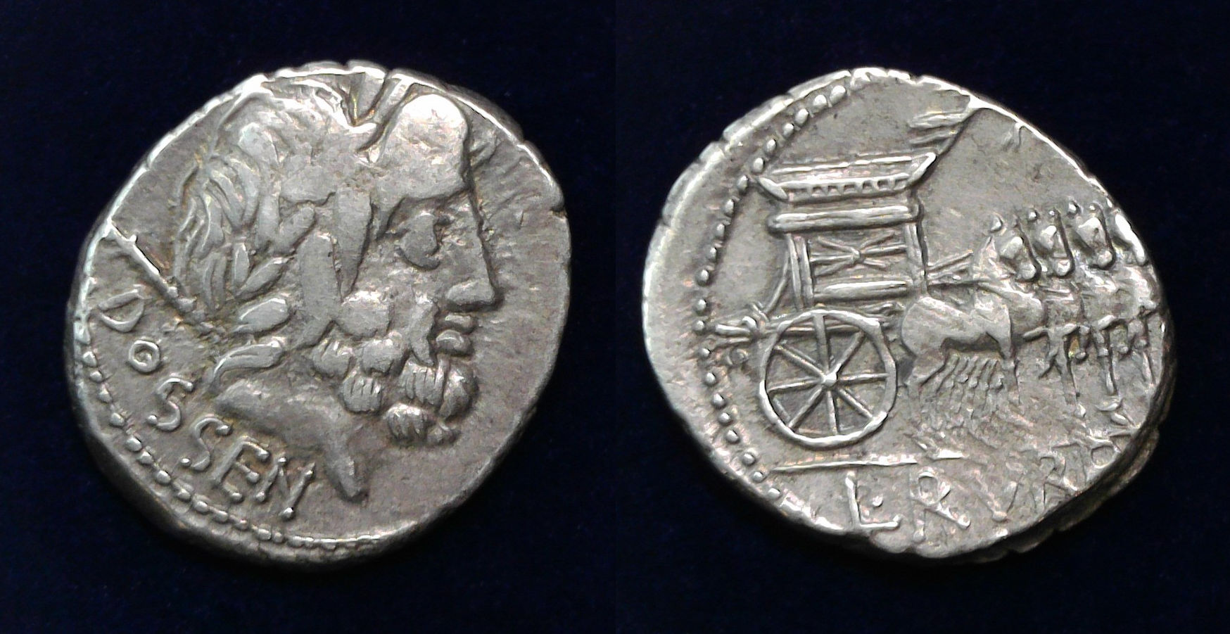 Dossenus denarius Blu.jpg