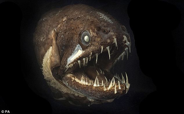 dragon-fish.jpg