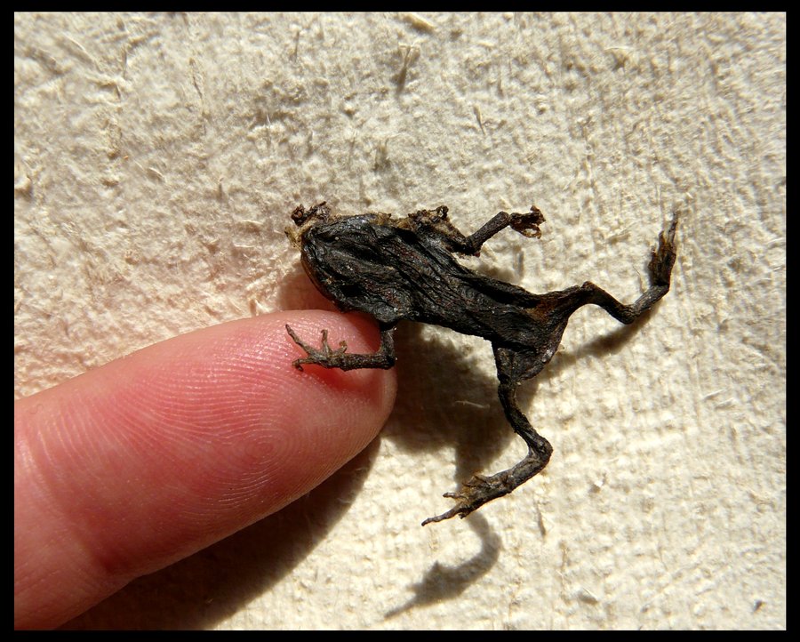 dried_frog_by_cabinetcuriosities-d5b1w7h.jpg