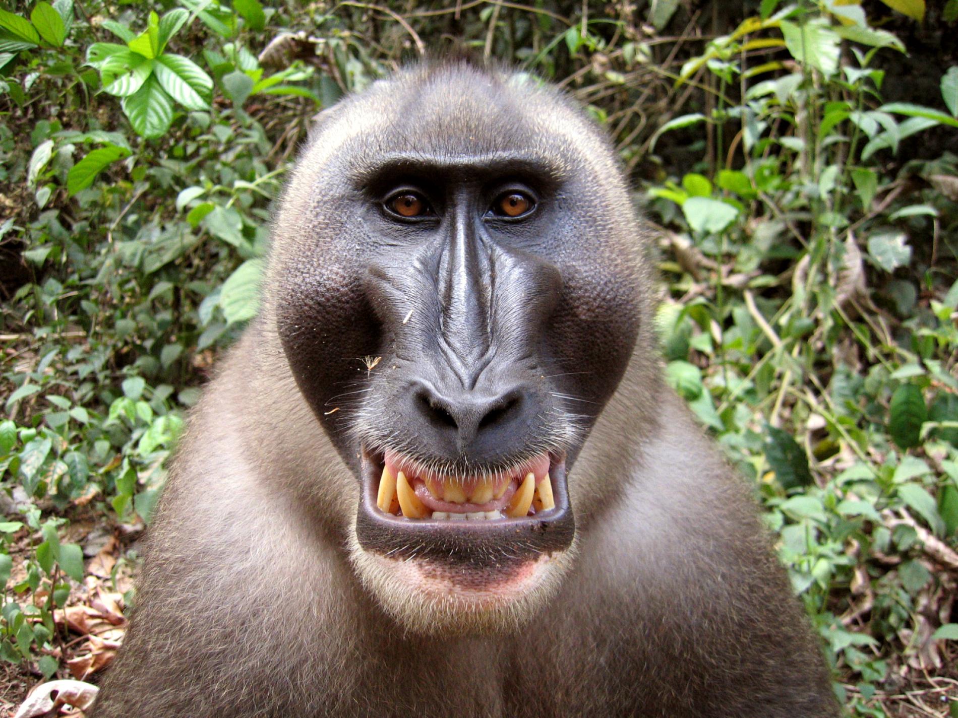 drill-monkey-01.ngsversion.1475926206479.adapt.1900.1.jpg