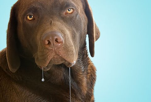 drooling_dog.jpg