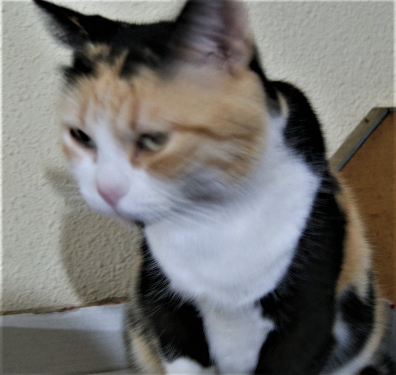 DSC01313.jpg